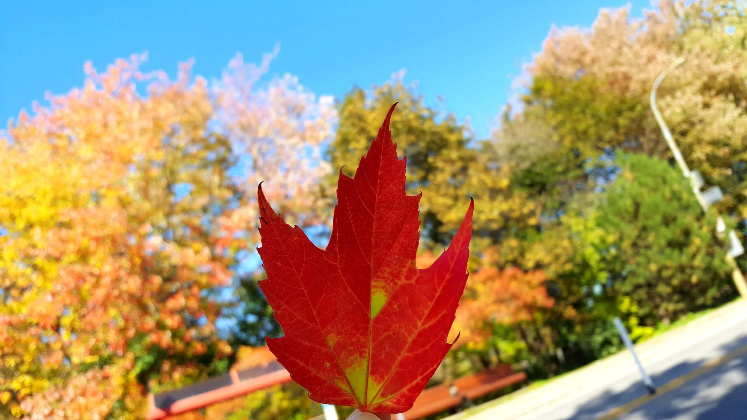 maple-leaf