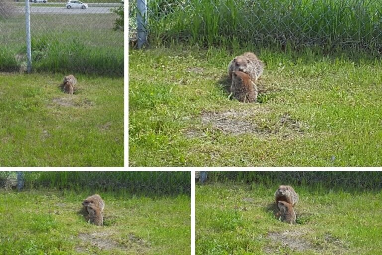 日本では見たことない！カナダで遭遇できるかわいい野生動物たち from harupaka